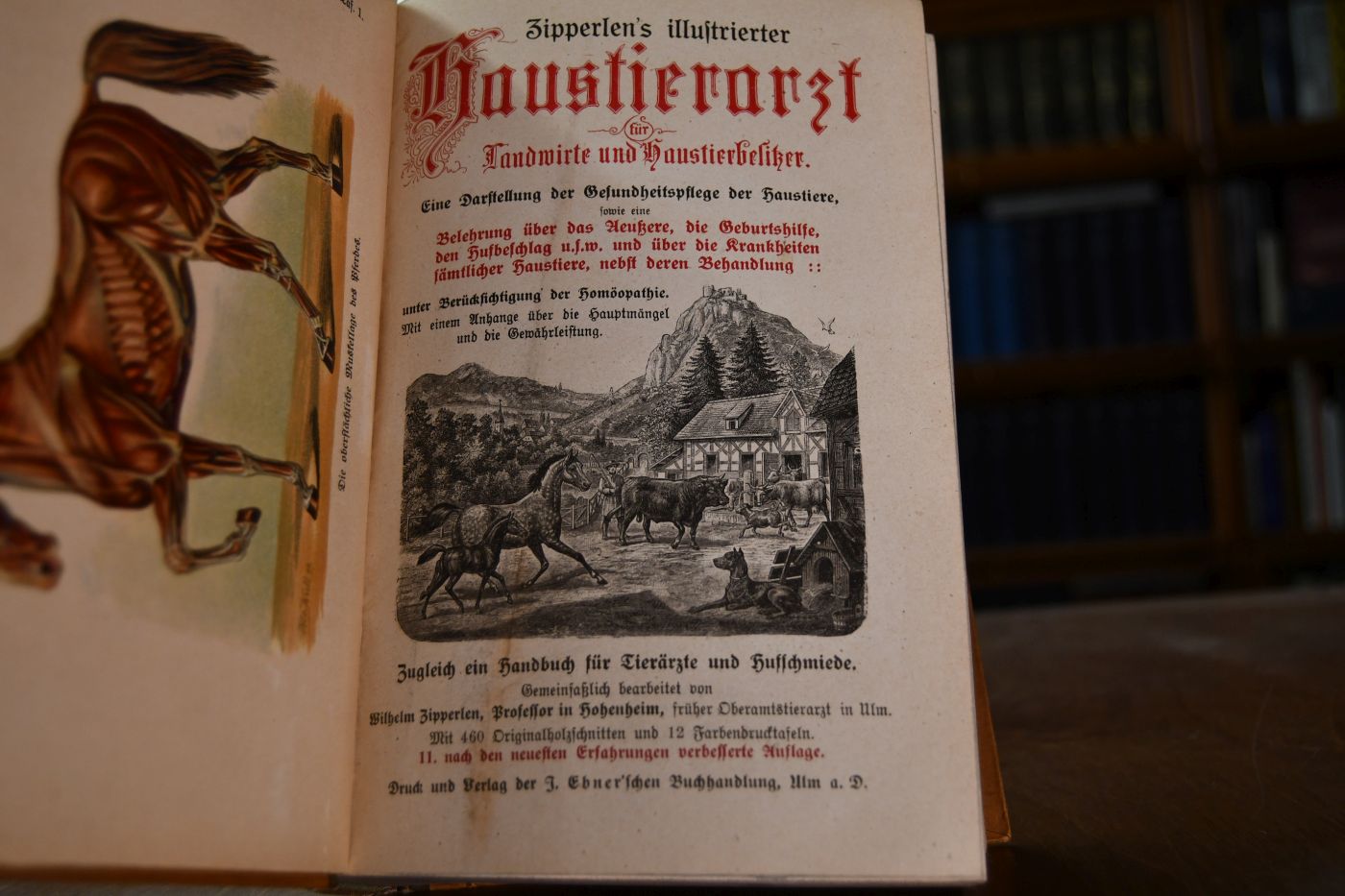 Zipperlen`s illustrierter Haustierarzt für Landwirte und Haustierbesitzer. Eine Darstellung der Gesundheitspflege der Haustiere, sowie eine Belehrung über das Aeußere, die Geburtshilfe, den Hufbeschlag usw. und über die Krankheiten sämtlicher Haustiere, nebst deren Behandlung unter Berücksichtigung der Homöopathie.