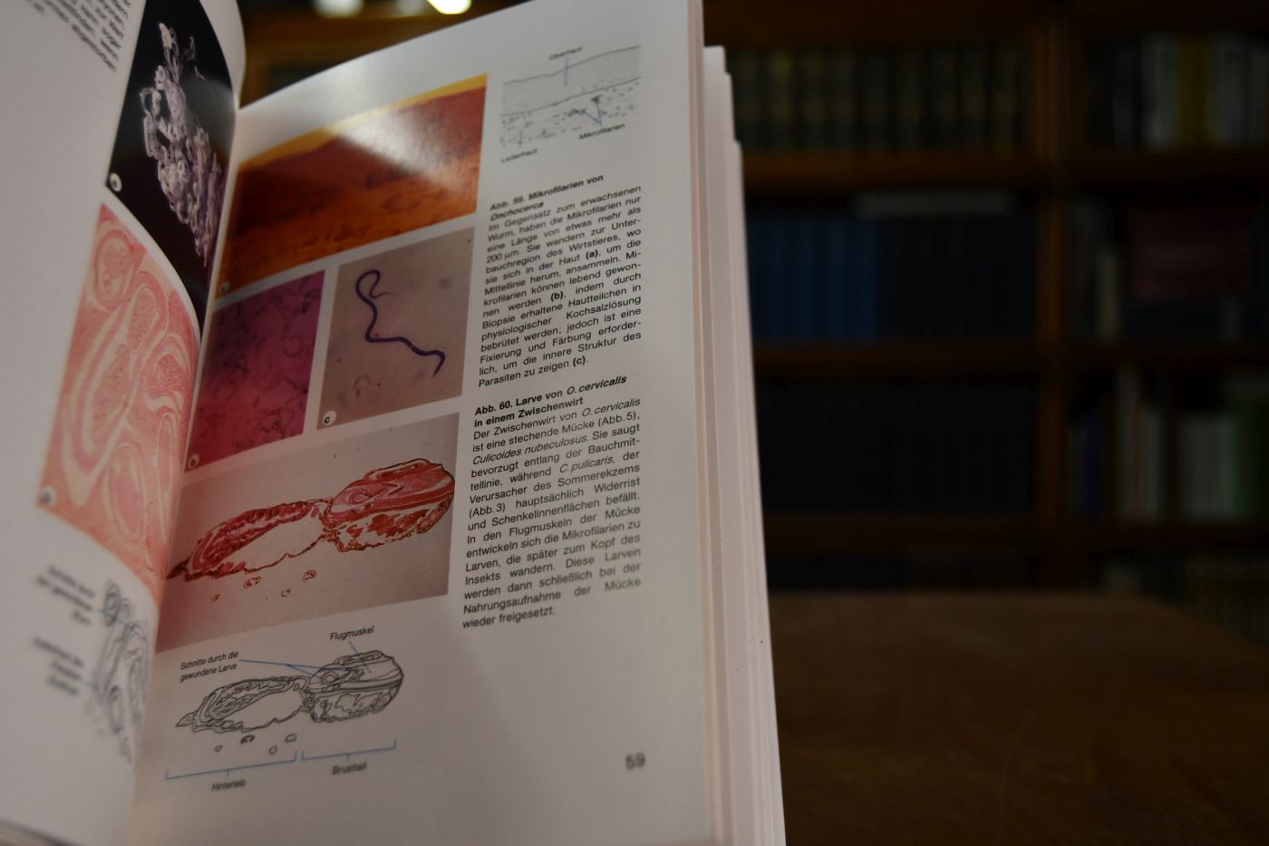 Farbatlas der Parasiten des Pferdes.