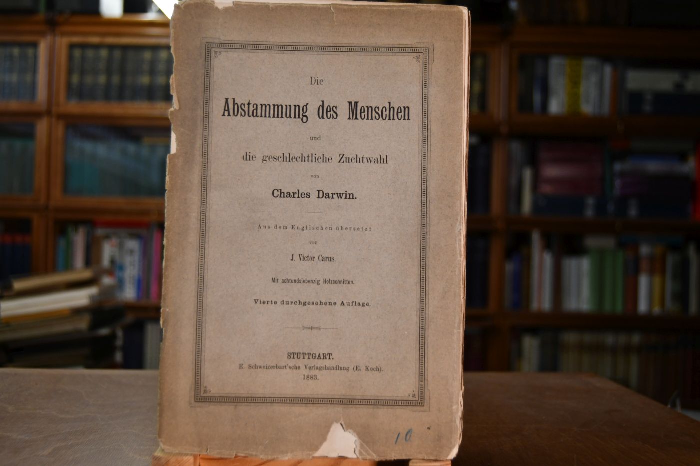 Die Abstammung des Menschen und die geschlechtliche Zuchtwahl.