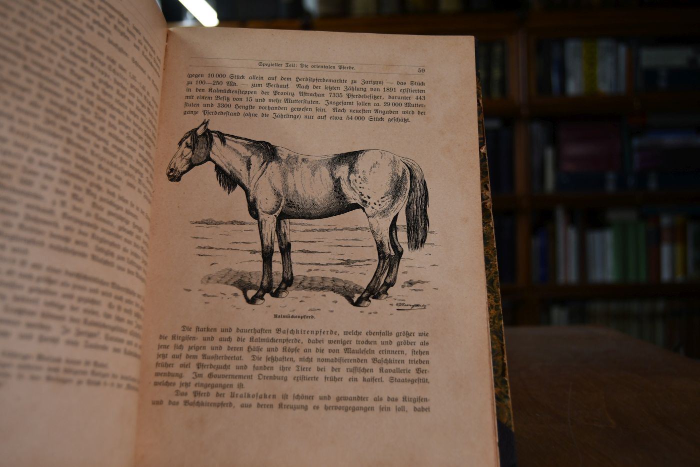 Das Pferd und seine Rassen. Ein Lehrbuch für Pferdezüchter und Pferdefreunde, auch für Tierärzte, Künstler und Kunstgewerbetreibende.