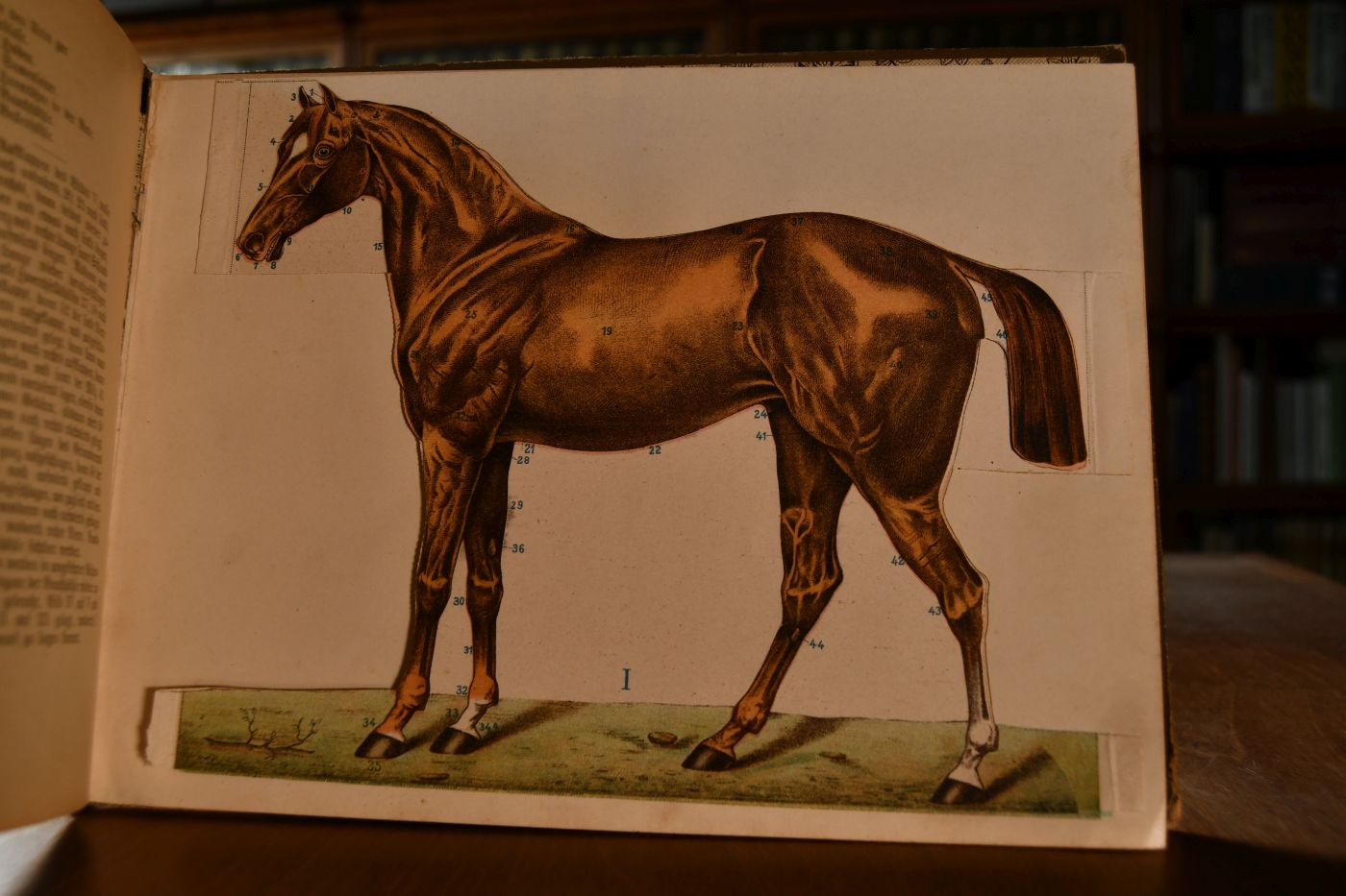 Zerlegbare Modelle von Pferd, Rind, Schaf, Schwein, Hund, Haushahn und Gänserich zu C.O. Lampe`s Illustrierter Tierheilkunde. Populäres Handbuch der Anatomie, Gesundheitspflege, Zucht, Geburtshilfe, des Hufbeschlags u.s.w. unserer Haustiere, ein ärztlicher Hausschatz für sämtliche Krankheiten derselben unter besonderer Berücksichtigung der Hausmittel und Homöopathie.
