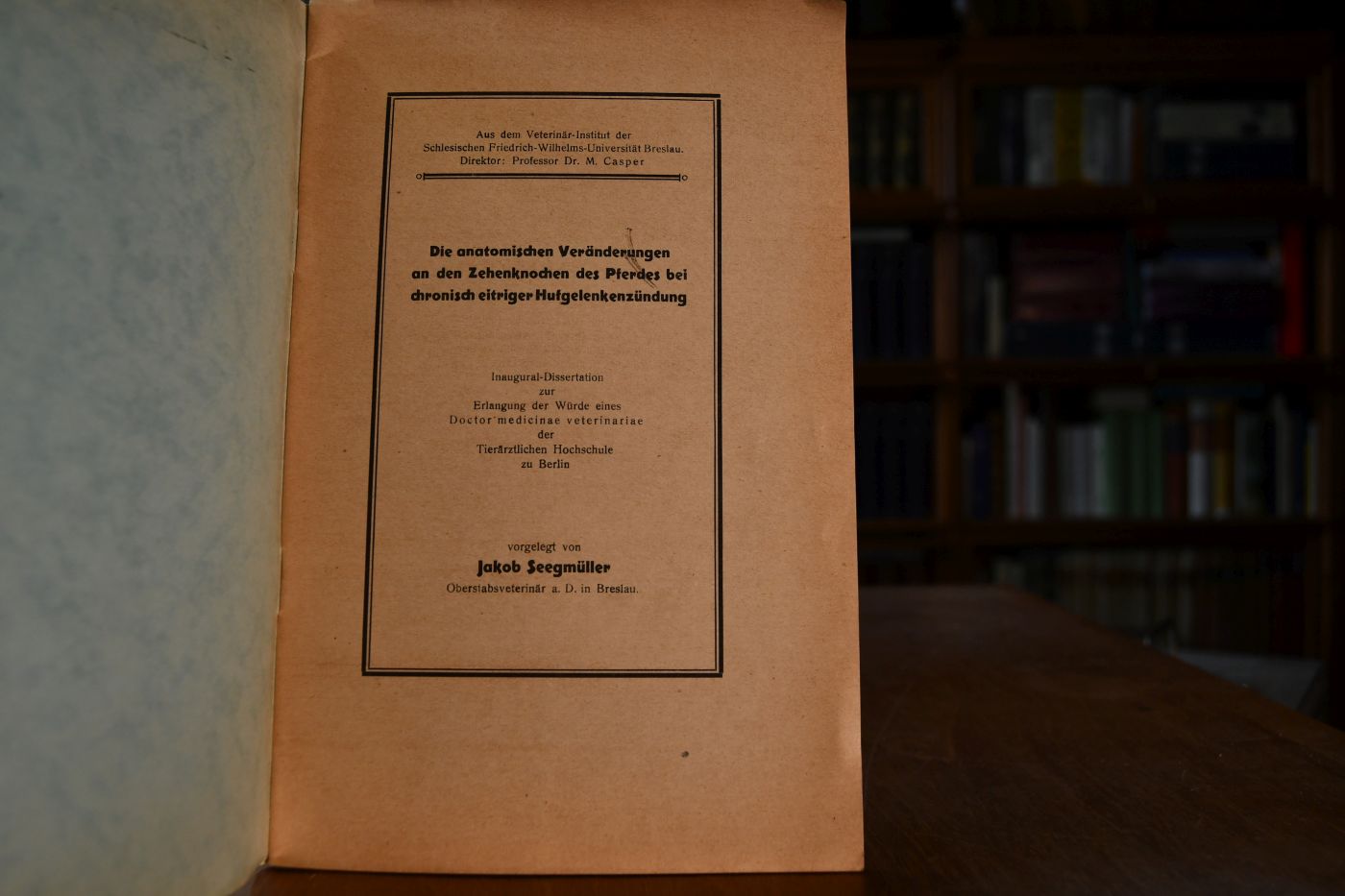Die anatomischen Veränderungen an den Zehenknochen des Pferdes bei chronisch eitriger Hufgelenkentzündung.