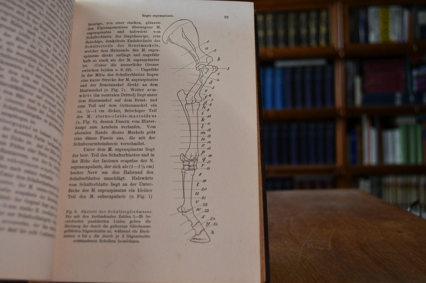 Topographischer Atlas des Pferdes. Erster Teil Die Gliedmassen.
