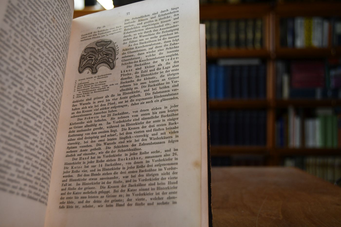Handbuch der Anatomie der Hausthiere. Mit besonderer Berücksichtigung des Pferdes.