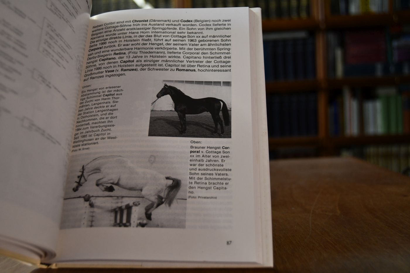 Die grossen Hengste Holsteins. Die bedeutendsten Vererber in der Holsteiner Zucht. Ramzes, Anblick xx, Cottage Son xx, Farnese, Ladykiller xx, Marlon xx, Cor de la Bryère.