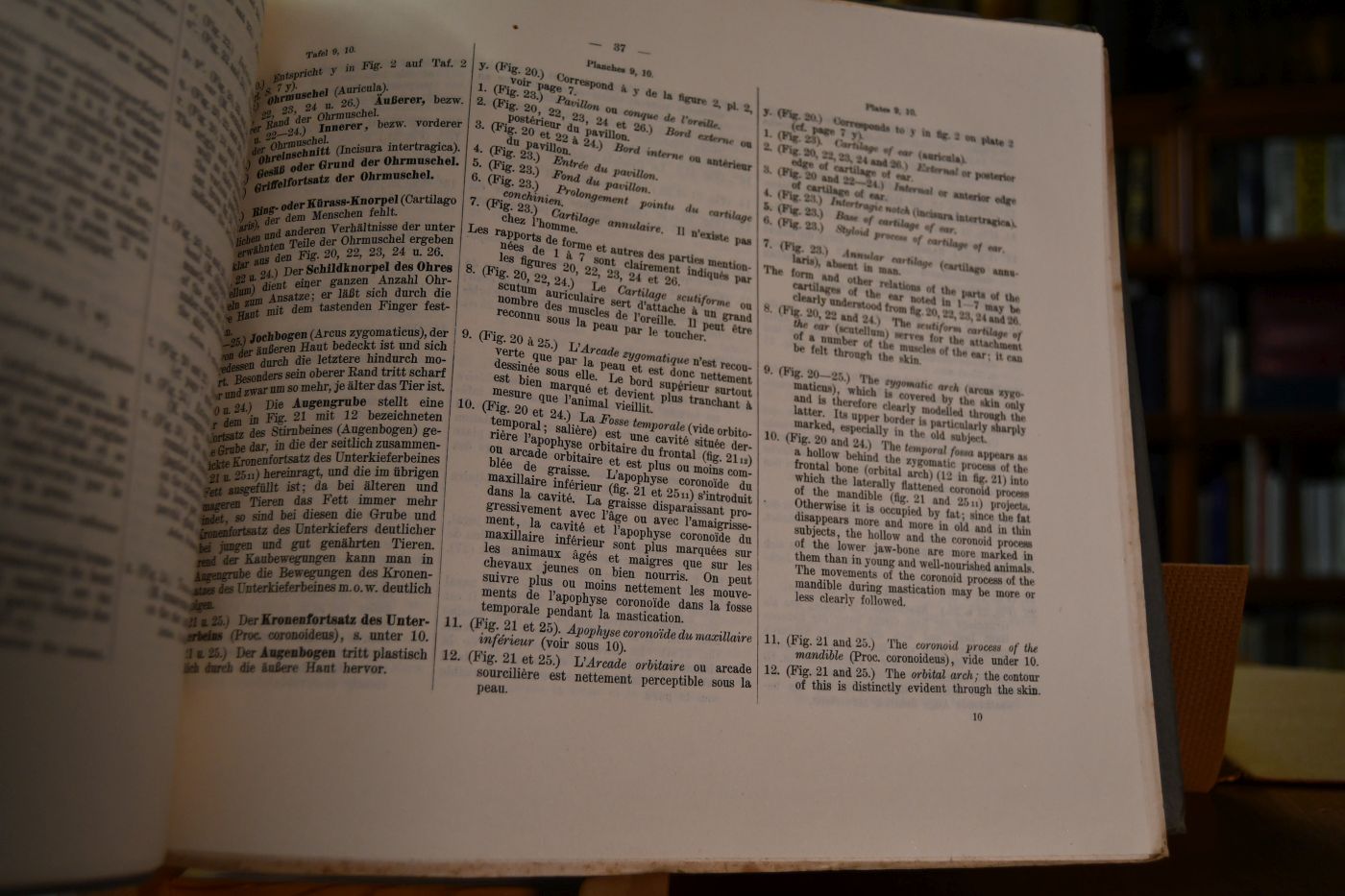 Handbuch der Anatomie der Tiere für Künstler. Band I Das Pferd.