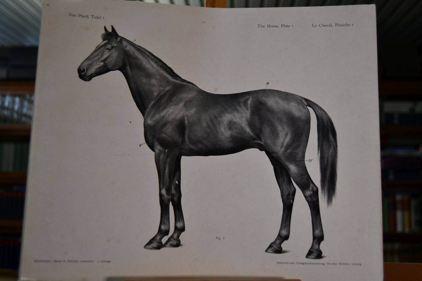 Handbuch der Anatomie der Tiere für Künstler. Band I Das Pferd.