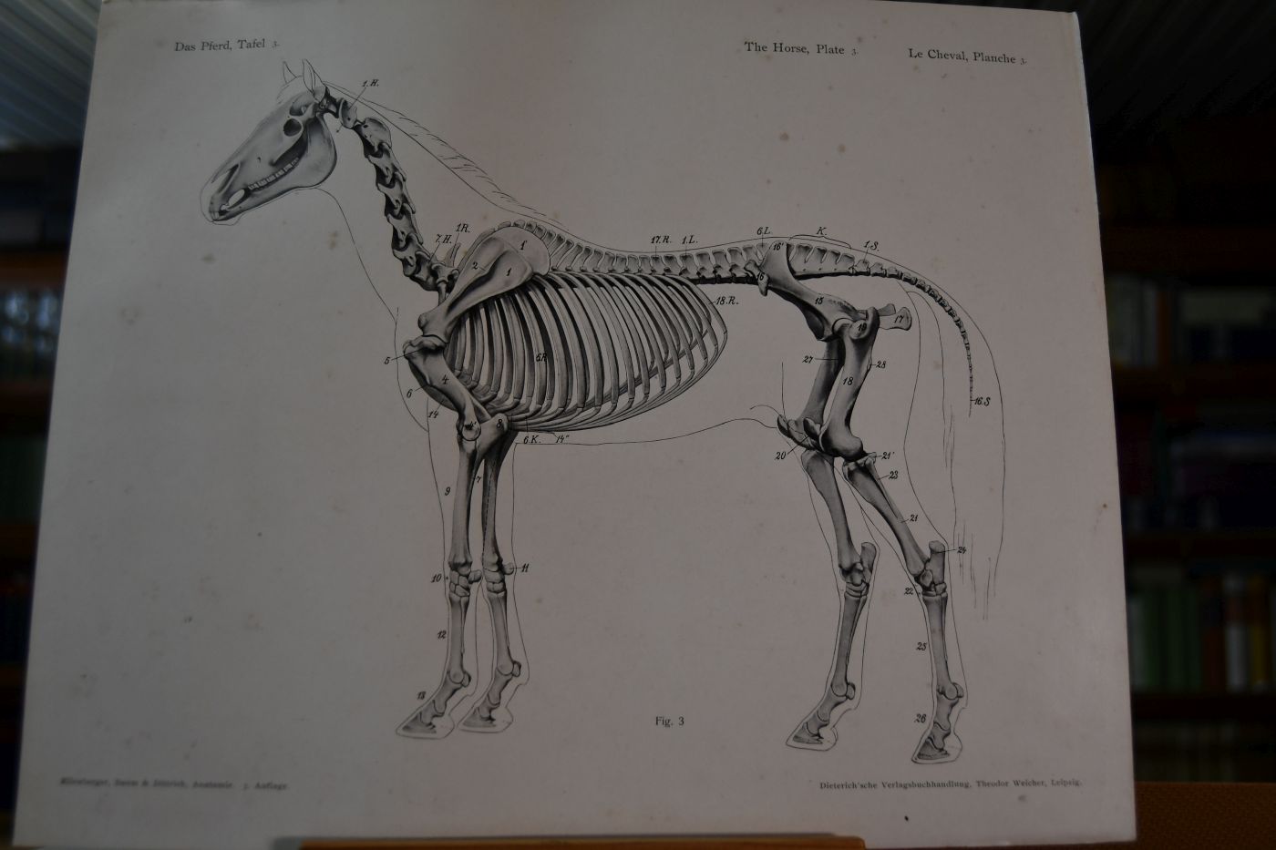 Handbuch der Anatomie der Tiere für Künstler. Band I Das Pferd.