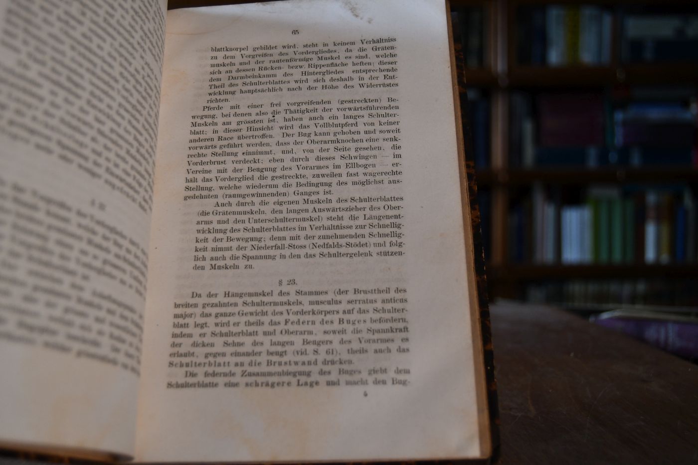 Handbuch der Lehre vom Aeussern des Pferdes.
