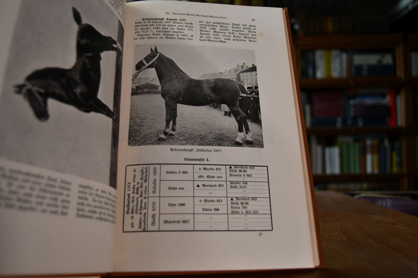 Das ostfriesische Pferd.