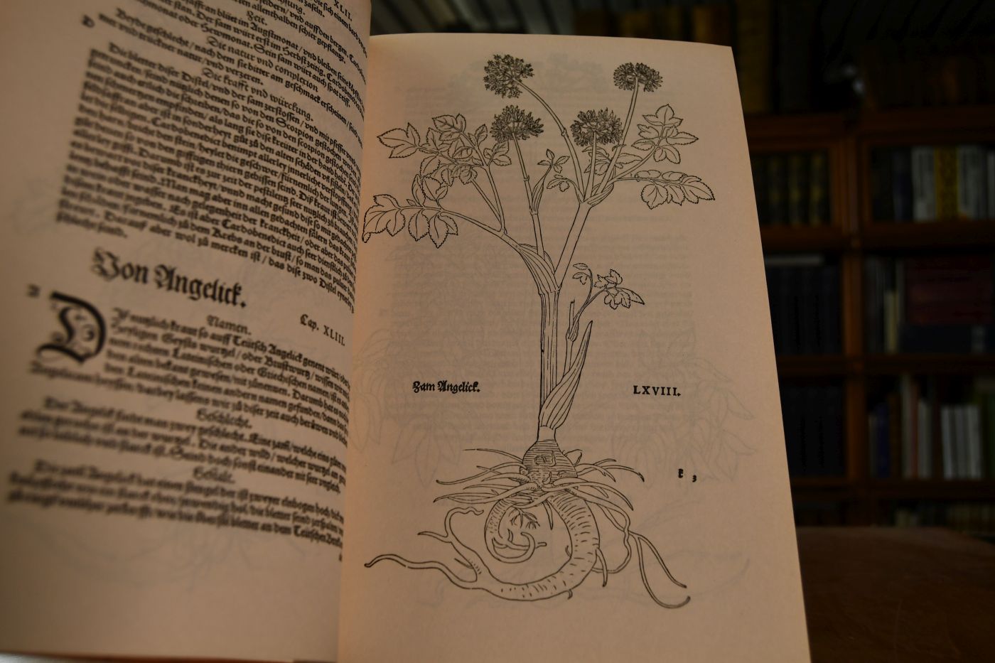 New Kreüterbuch in welchem nit allein die gantz histori ... mit dem besten Vleiß beschrieben, sonder auch aller derselben Wurtzel, Stengel, Bletter, Blumen, Samen, Frücht ... ; mit dreyen nützlichen Registern.