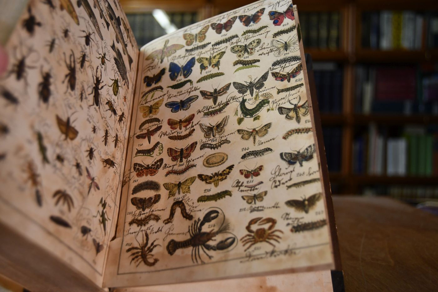 Populäre Naturgeschichte der drei Reiche mit besonderer Beziehung auf das practische Leben. Ein belehrendes Handbuch für Erwachsene und für die reifere Jugend.