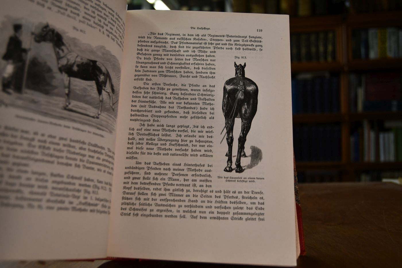 Das Buch vom Pferde. Ein Handbuch für jeden Besitzer und Liebhaber von Pferden. II. Bd. (von 2) apart.